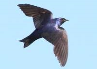 Purple martin