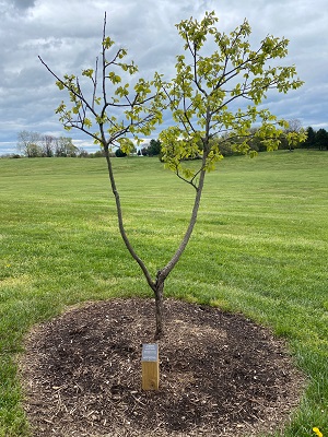 Common Persimmon 19-20