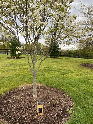 Flowering Dogwood 13-15