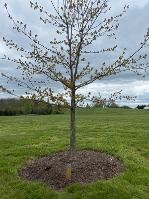 Swamp Chestnut Oak 11