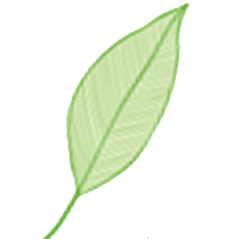 leaf icon