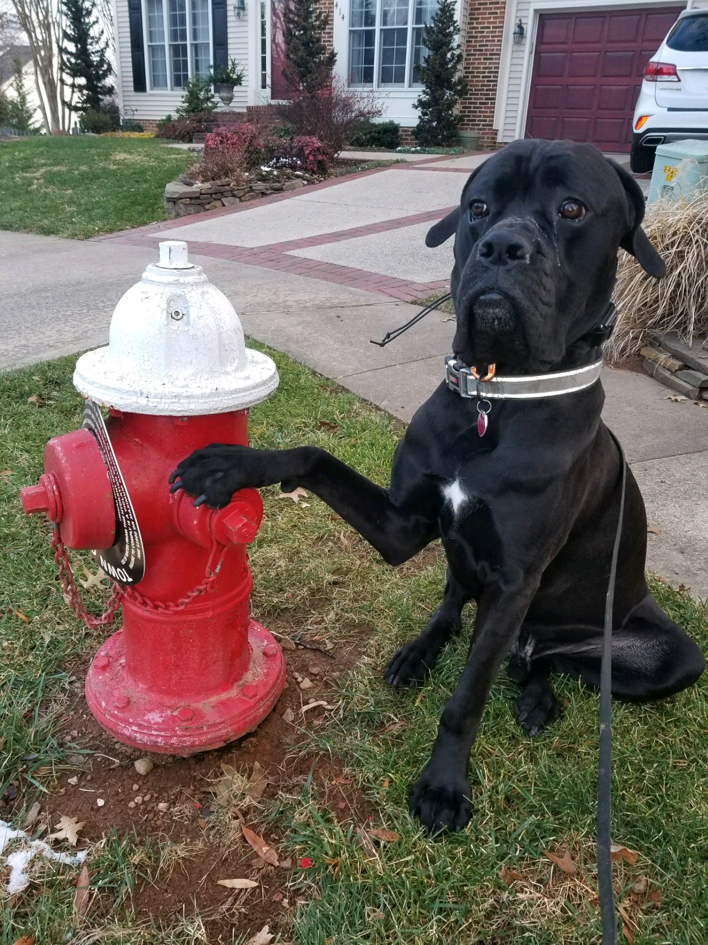 Dog with Hydrant