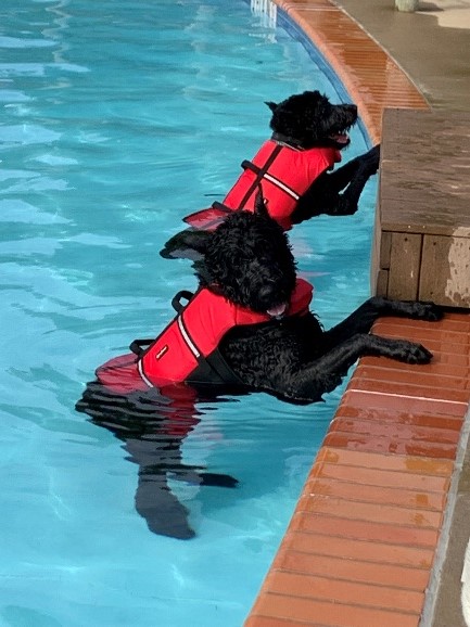 Dogs in water at AV Symington Aquatic Center