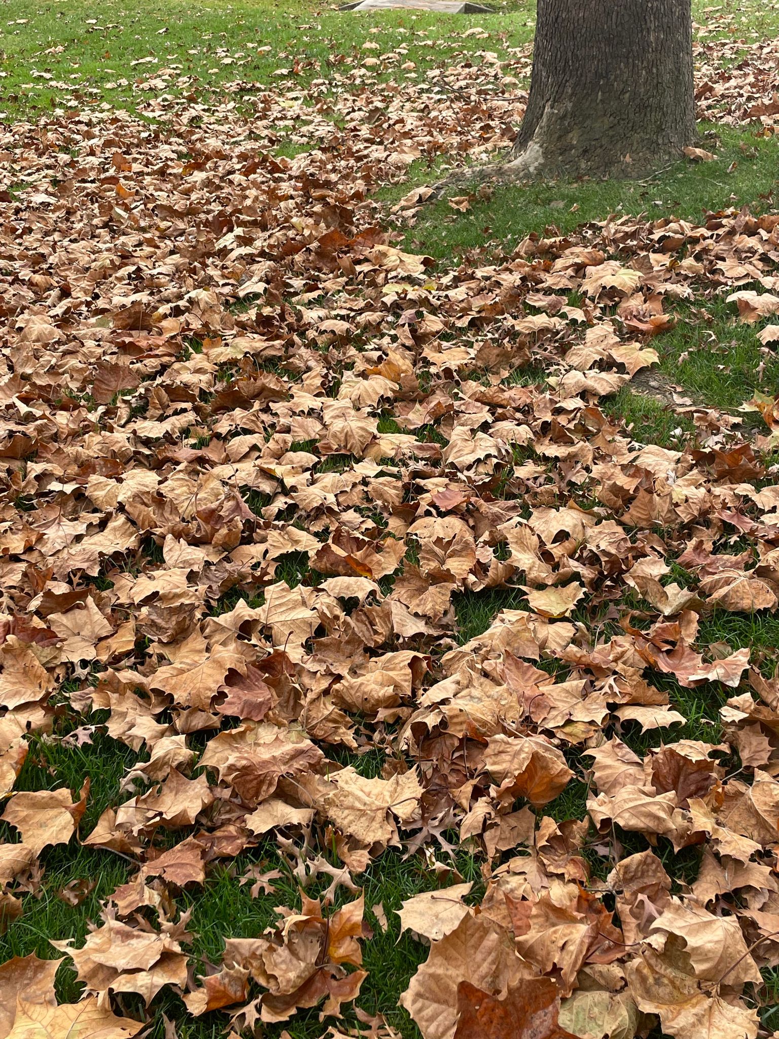 fall leaves