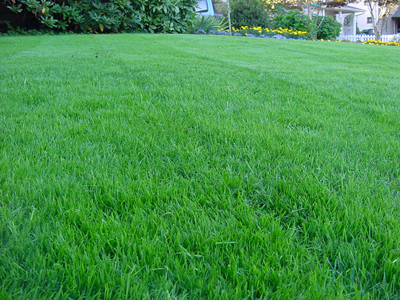 Green Lawn